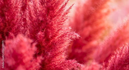 Vibrant Pink Fluffy Pampas Grass Texture Background