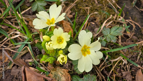 Photography Wild primroses (Primula vulgaris) blooming in early spring with pale yellow petals and vibrant yellow-orange centers in woodland soil