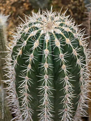 Canvastavla Close-up of a white-spined golden barrel cactus (Echinocactus grusonii var