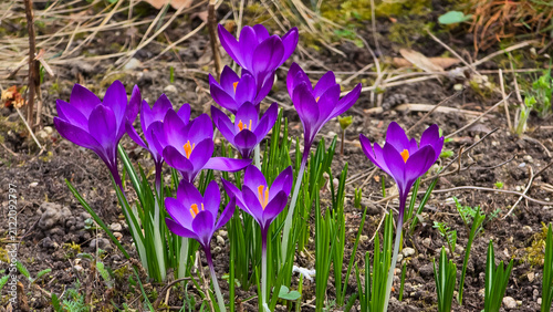 Foto Vibrant purple crocus flowers blooming from dark garden soil in early spring with orange stamens and narrow green leaves