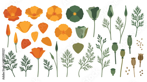 California poppy flowers and buds botanical illustration.