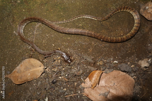 Foto Dead snake lying on the ground in a rural home yard in Java, Indonesia