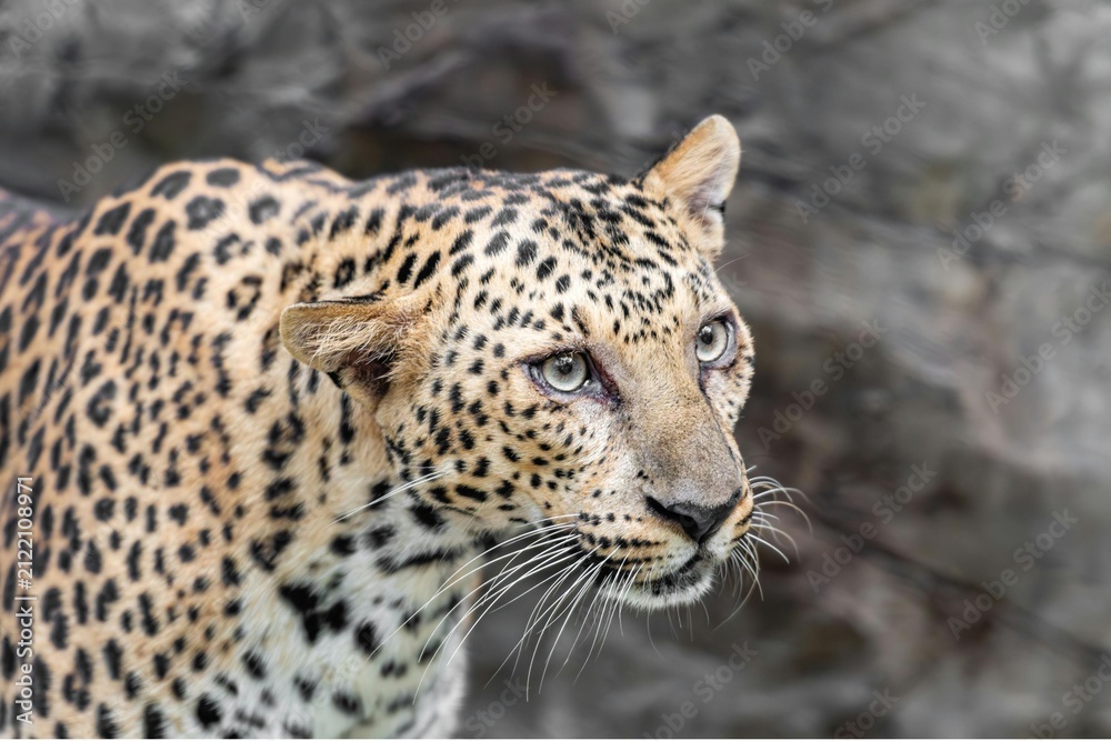 Obraz premium Portrait of a wild leopard. Close up of a spotted panther looking for prey in nature.