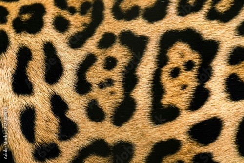 Canvas Print Leopard fur texture background