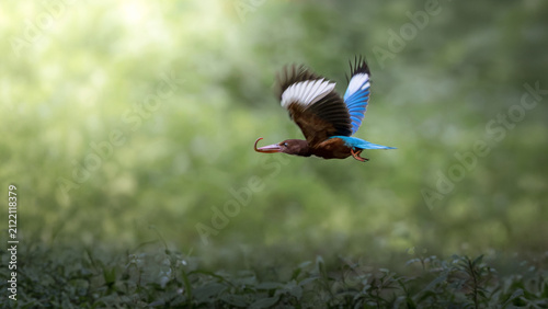 Fotografie White-throated Kingfisher, Halcyon smyrnensis, in flight carrying earthworm in b