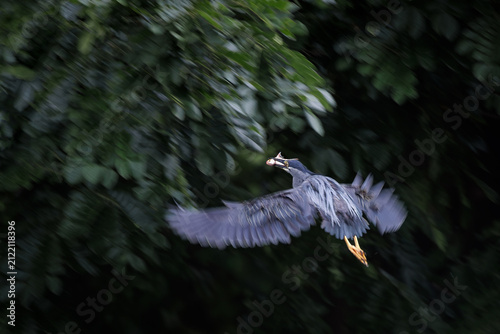 Striated Heron, Butorides striata, flying with freshly caught fish in bill against dark green forest background, motion blur in wings highlights speed and natural hunting behavior in wetland habitat