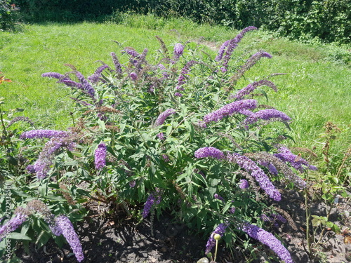 Bright Purple Butterfly bush Blooming in Sunny Garden Close Up