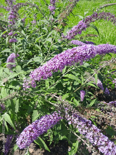 Bright Purple Butterfly bush Blooming in Sunny Garden Close Up