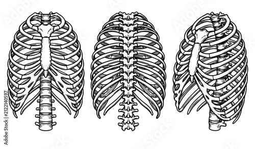 Принти на полотні Human Ribcage Anatomy Vector Set with Front Back and Perspective Medical Diagram