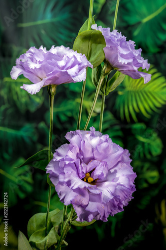 Beautiful Purple Eustoma Flower Blooming In The Garden