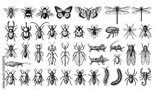 Fotografía Historic Engraved Insects Bugs and Beetles Woodcut Scientific Vector Collection