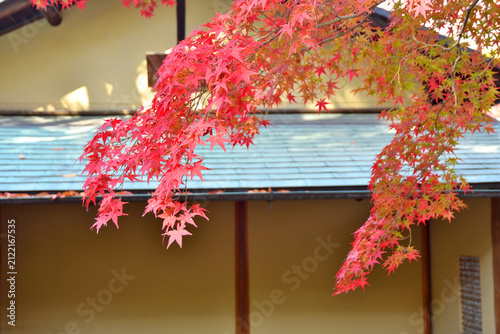 神戸相楽園の紅葉