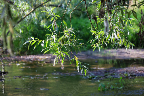 Branches of a weeping willow with young green leaves lean picturesquely over the calm water of a forest river. Sunbeams softly break through the greenery, emphasizing the freshness and delicate beauty