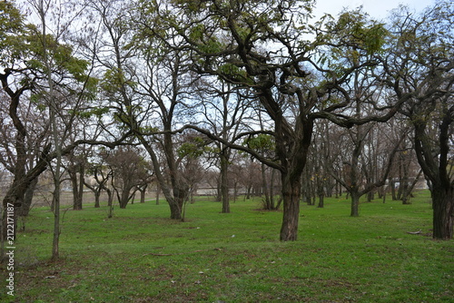 Beautiful, bright late autumn, lovely old autumn park with a shallow green lawn, still-green grass along a road. Tall, old deciduous treesacacia, poplar, leafless maple grow in small park.