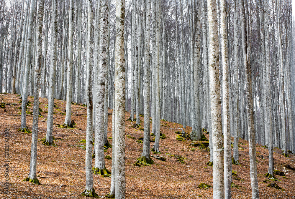 Fototapeta premium An exciting journey into the heart of the forest that changes color at every step