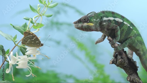 Curious young panther chameleon (Furcifer pardalis) looking at fritillary butterfly on white honeysuckle flowers. Young green chameleon (Furcifer pardalis) watching red-brown butterfly