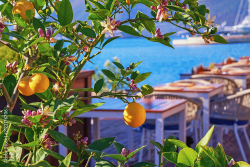 Autumn Mediterranean landscape. Branches of lemon tree with flowers and fruit. Montenegro, Bay of Kotor.  Small cafe on embankment of Tivat city.