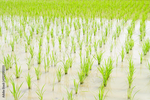 Vibrant green rice plants covering a summer paddy field in rural Japan