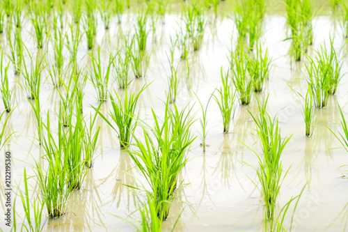 Vibrant green rice plants covering a summer paddy field in rural Japan