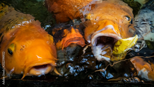 Canvas Print koi fish with open mouth in pond