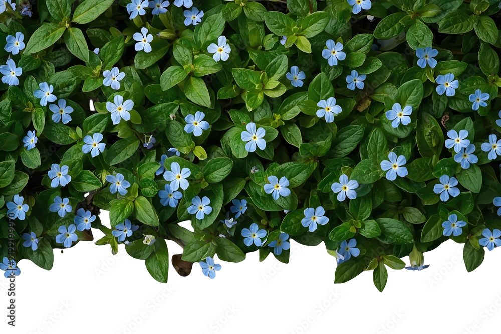 Obraz premium Blue flower foliage bottom border isolated on transparent background