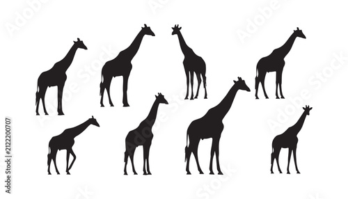 Photography black and white silhouette set of giraffe very high quality vector illustration