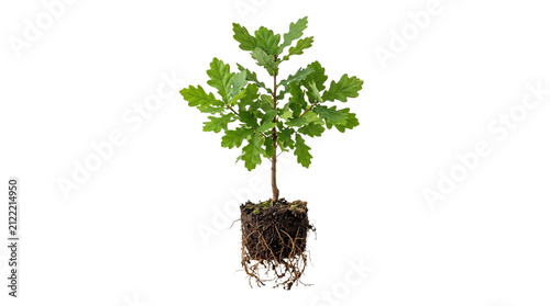A healthy young tree seedling with lush green leaves and a natural soil root ball, realistic botanical details, isolated on transparent background