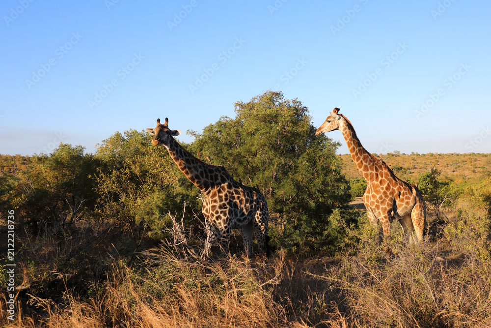Foto Giraffe / Giraffe / Giraffa camelopardalis