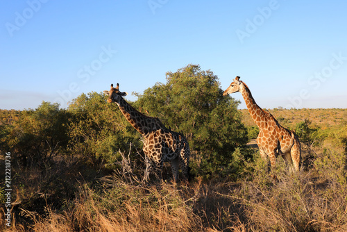 Canvas Print Giraffe / Giraffe / Giraffa camelopardalis