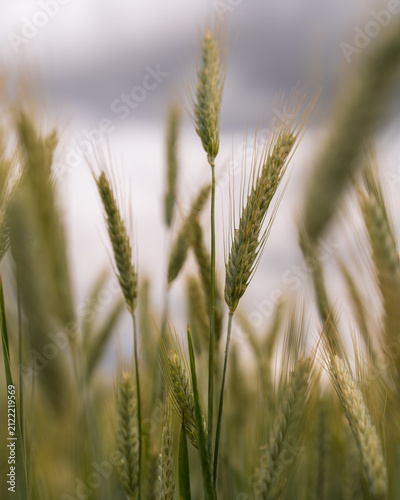 Field of Grass