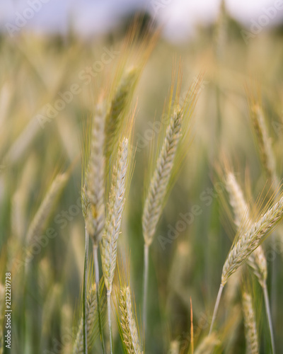 Field of Grass