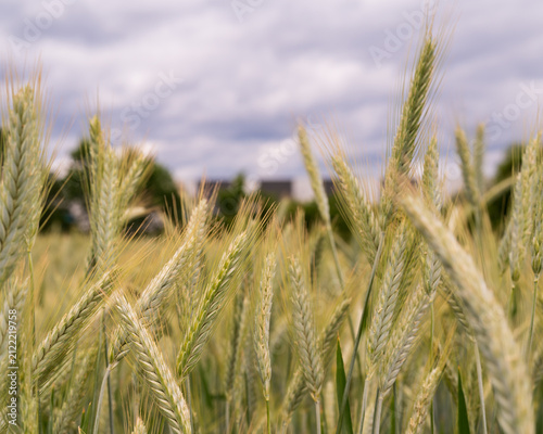Field of Grass