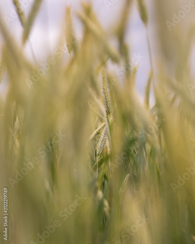 Field of Grass