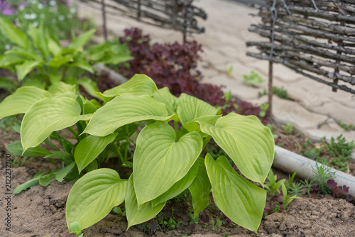 фотографія Lush hosta leaves in bright green dominate foreground with deep purple foliage behind