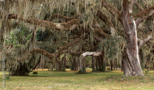 Fotografie Southern live oak trees in Fort Frederica National Monument in Saint Simons Isla