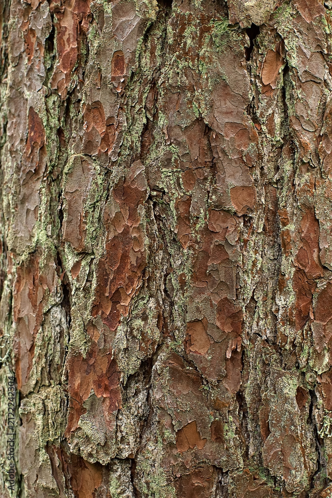 Fototapeta premium Close-up of the textured bark of an old pine tree.