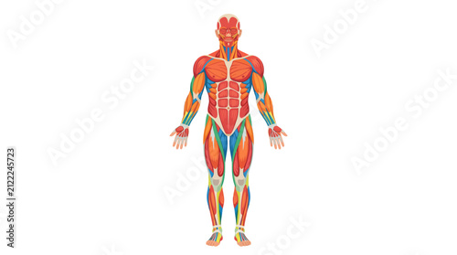 Full body human muscular system illustration in flat design style showing major muscle groups, including deltoids, pectorals, abdominals, and quadriceps on white background.