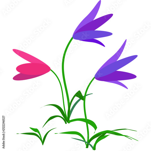 Blue and pink flowers