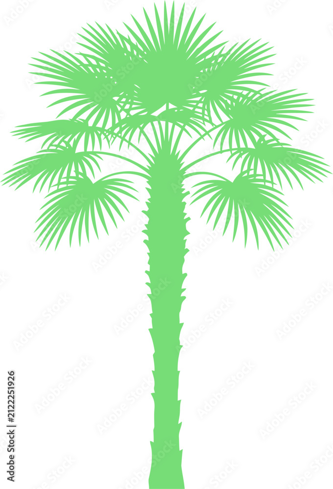 Obraz premium Green fan palm tree silhouette spreading its wide textured fronds outward
