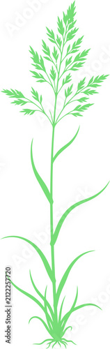 Tall wild meadow grass plant displaying feathery seed head and roots