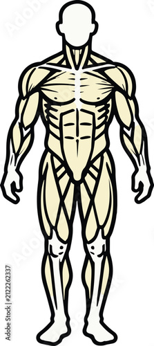 Full-body anterior view of human muscular anatomy with detailed muscle groups outlined in black on cream base, standing neutral pose, precise educational flat vector illustration
