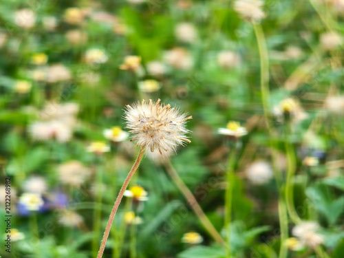 A detailed macro shot of a feathery seed head (Tridax procumbens, commonly known as coatbuttons or wild dandelion) atop a thin, textured stem, set against a soft, blurred green meadow background.