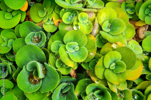Water Lettuce floating aquatic plants (Pistia stratiotes)