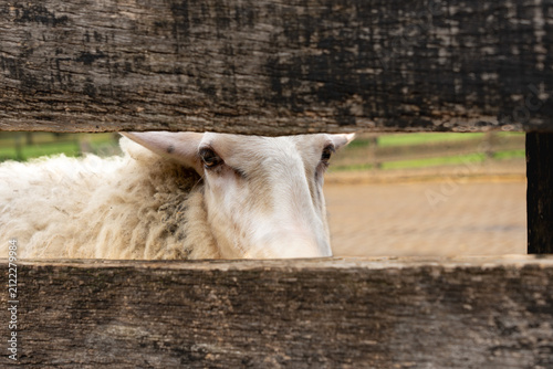 Obraz na plátně Curious white sheep looking through a narrow opening in a rustic wooden fence at a traditional sheepfold in Ermelo, Gelderland, the Netherlands