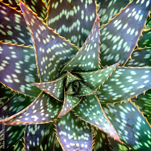 Spiky aloe plant with variegated leaves growing in clumps