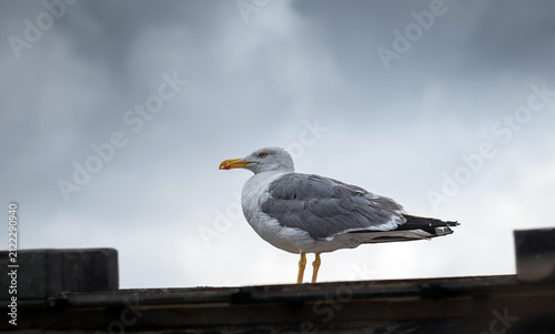 A seagull standing on the roof. Seagull resting. Grey clouds in the background.