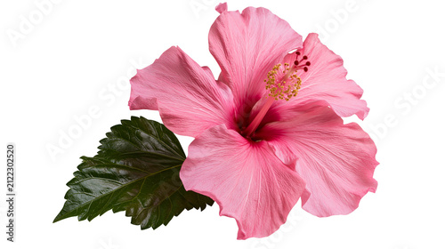 Fotografie Vibrant pink hibiscus flower with green leaf, isolated on transparent background
