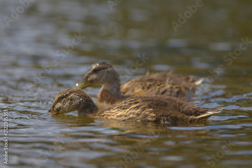 Cuadro en lienzo Mallard Duck Fledglings by the River in Summer