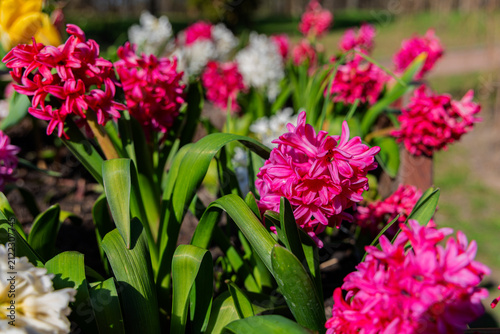 Foto Bright Pink Hyacinths Closeup