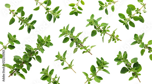Fresh green oregano or marjoram herb sprigs scattered on a clean white background, ready for culinary use.